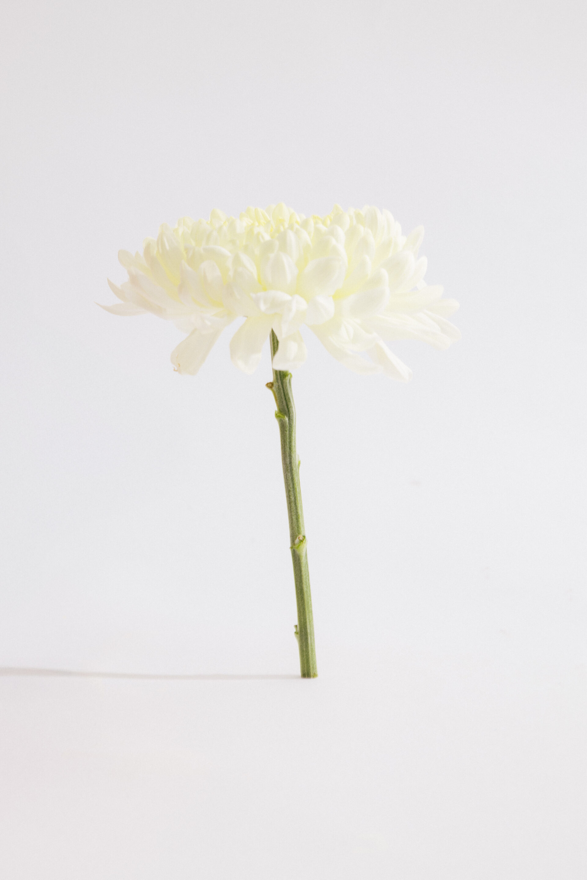 Fotógrafo le toma una fotografía a una flor blanca levantada