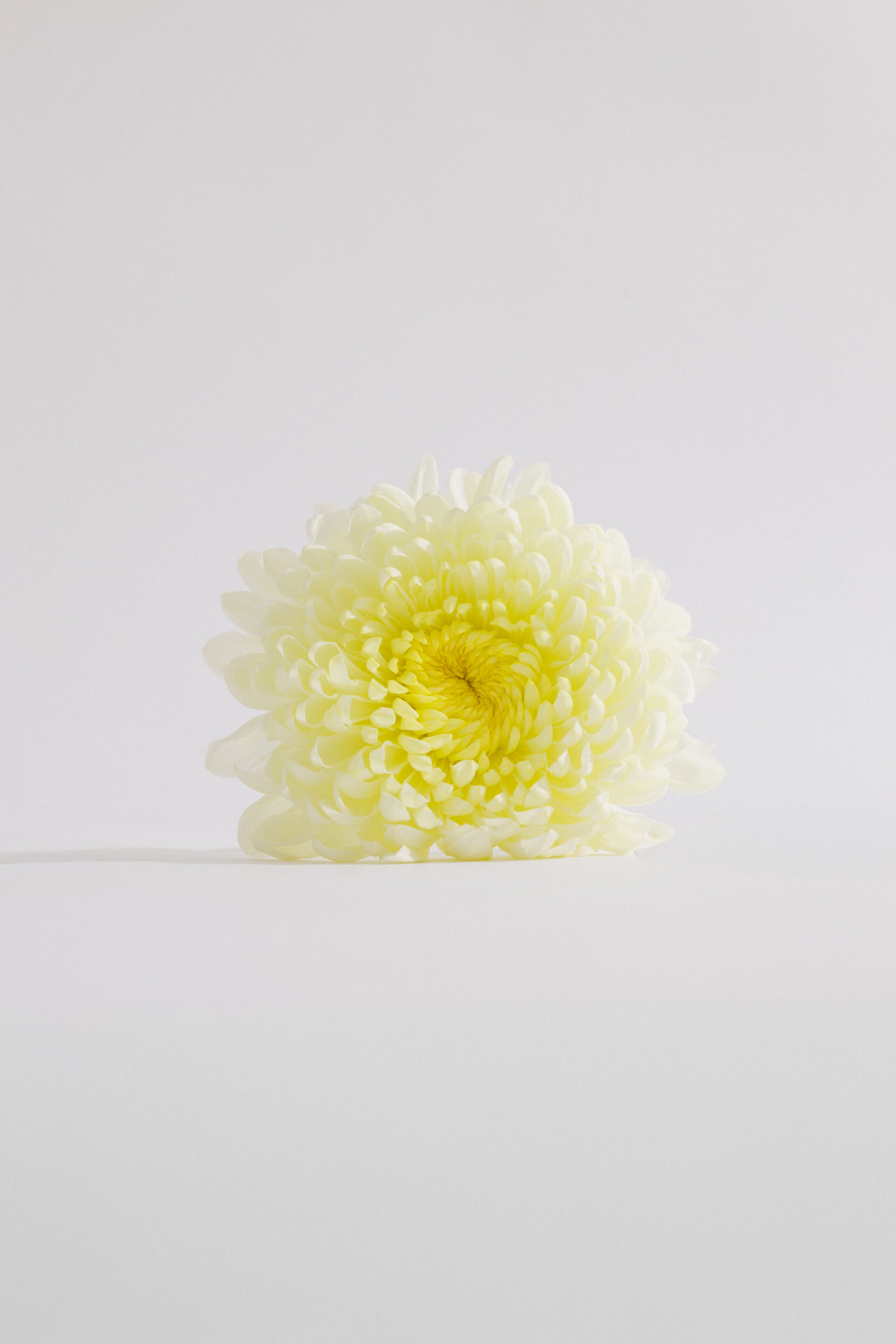 Fotógrafo le toma una foto a una flor blanca tumbada