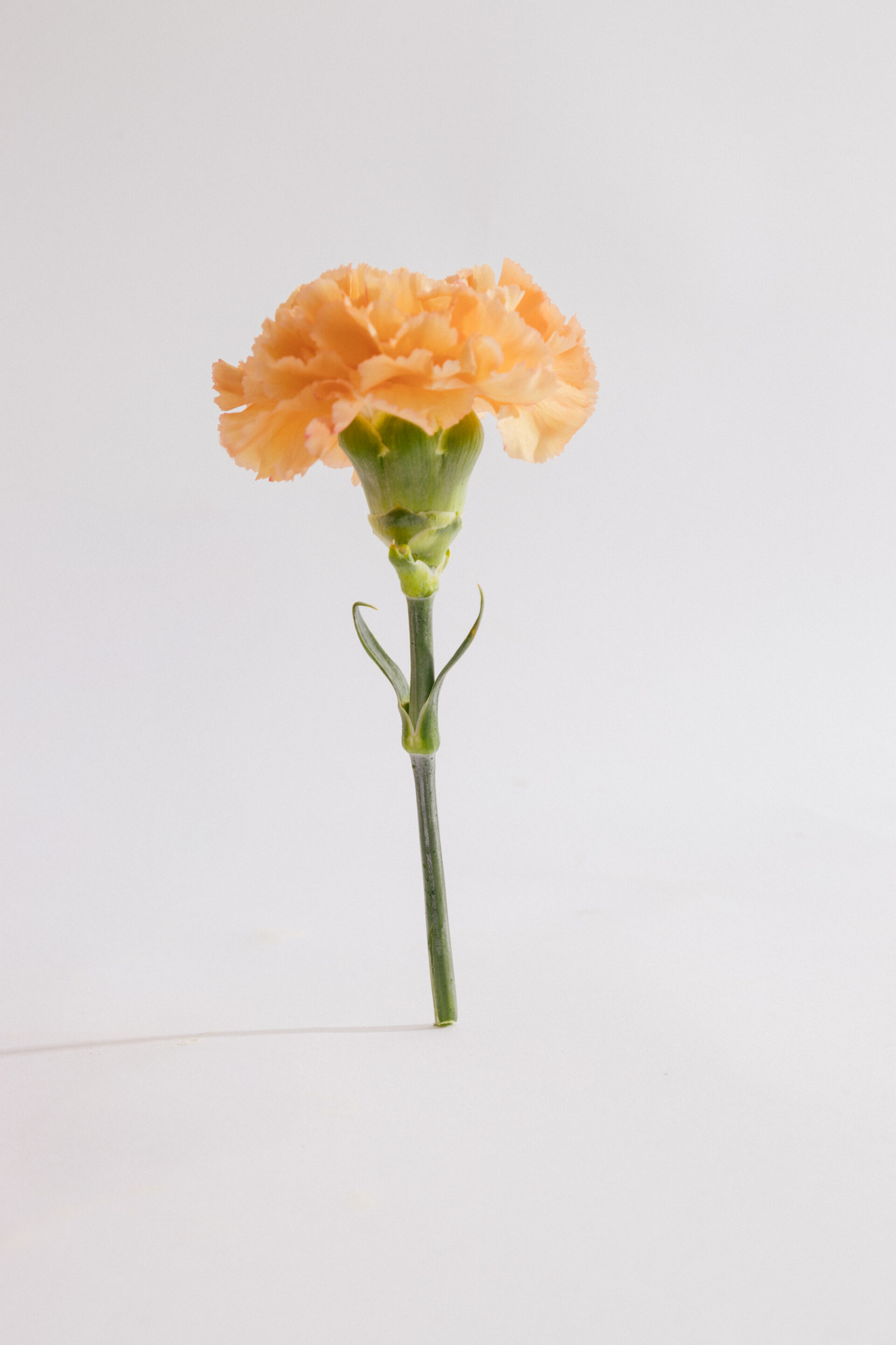 Fotógrafo le toma una fotografía a una flor naranja tumbada