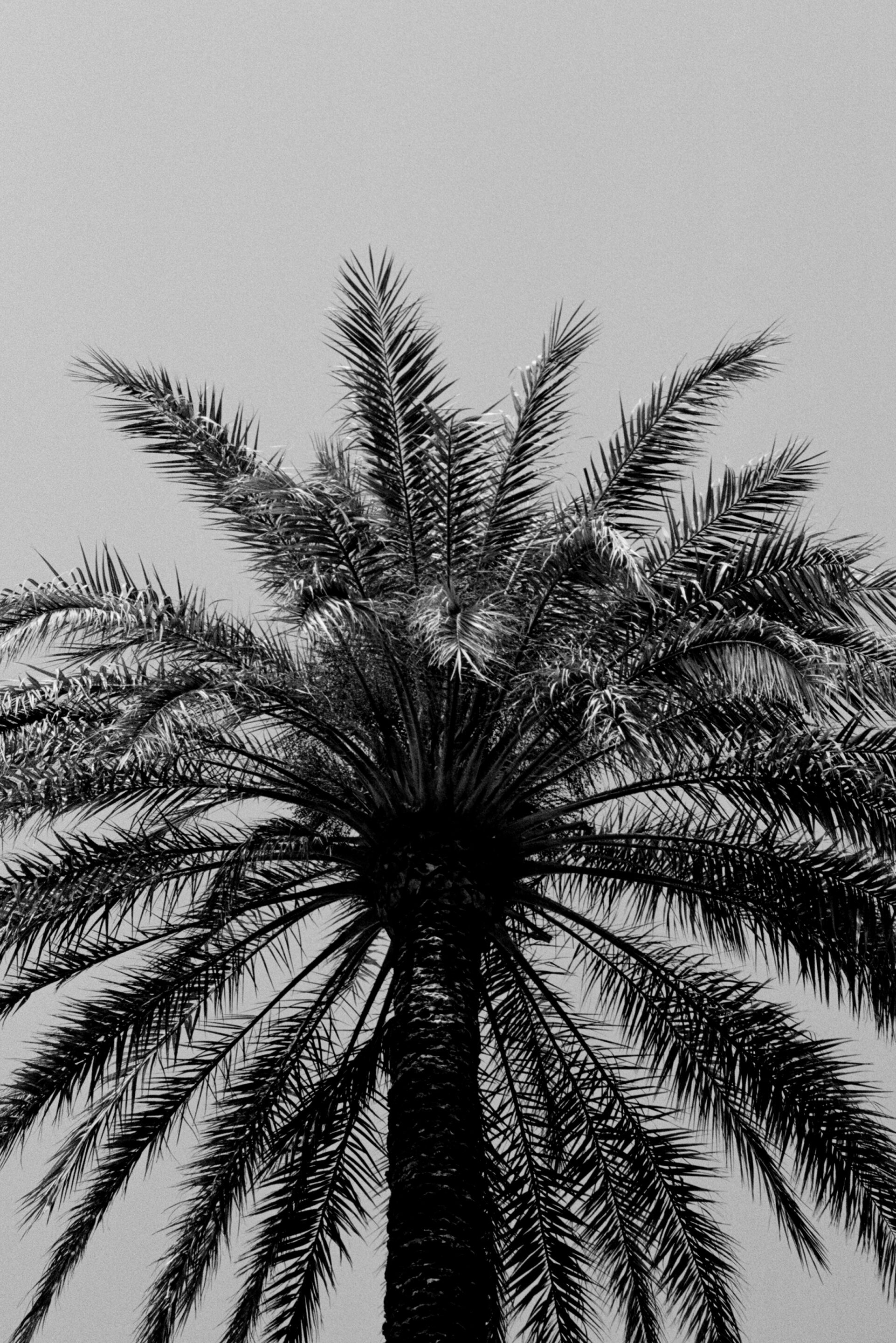 Fotógrafo le toma una foto en blanco y negro a una palmera
